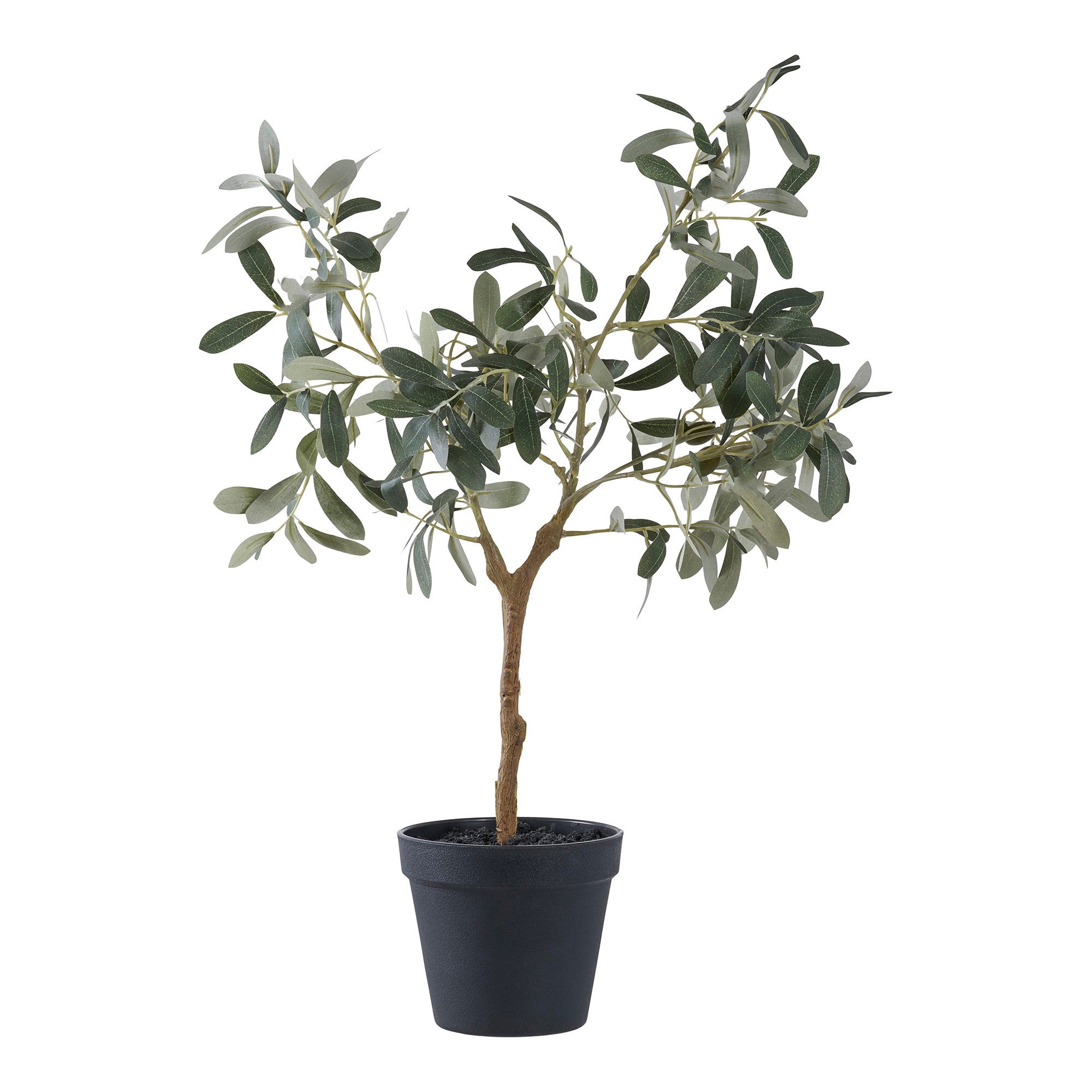 Olive Tree