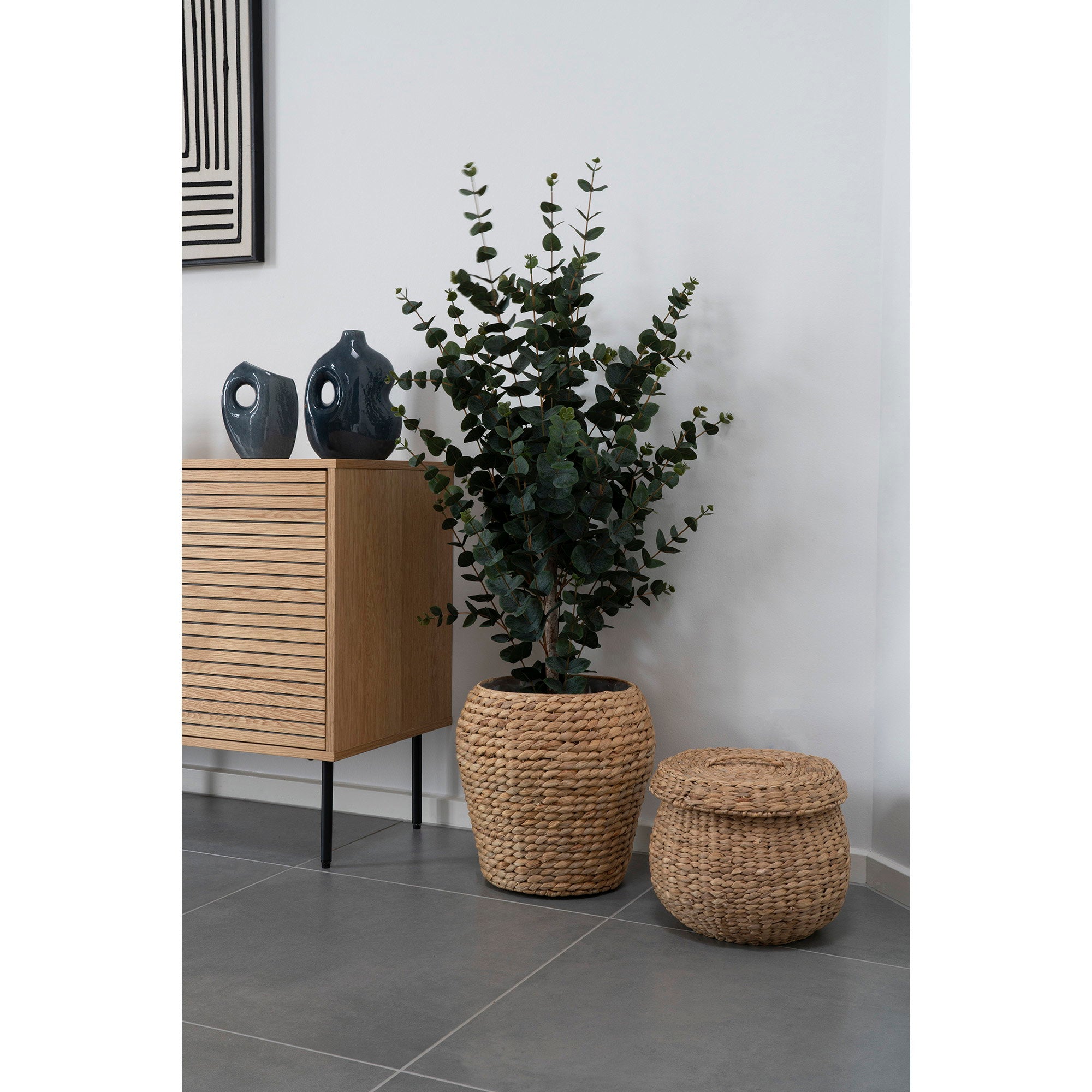 Eucalyptus Tree
