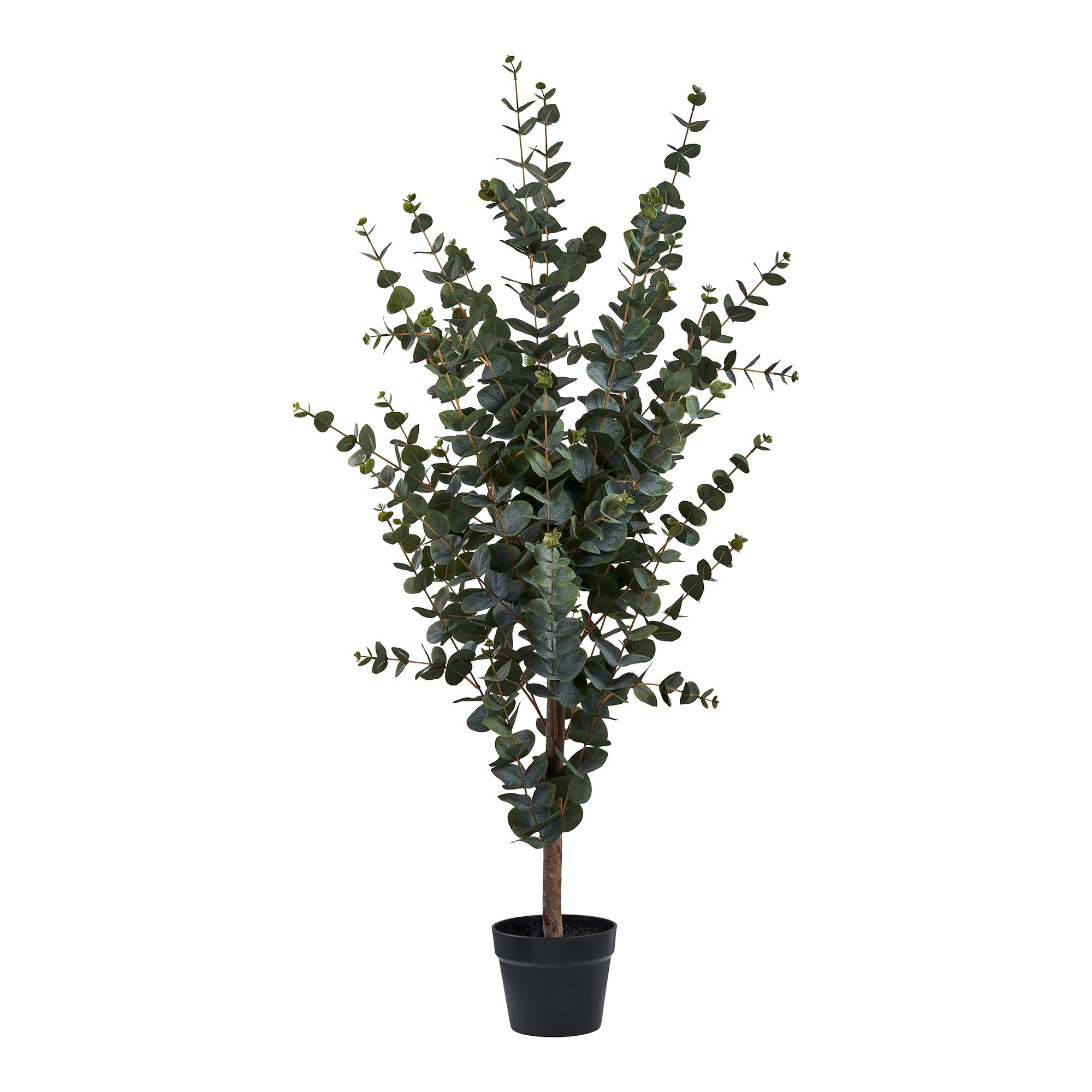 Eucalyptus Tree