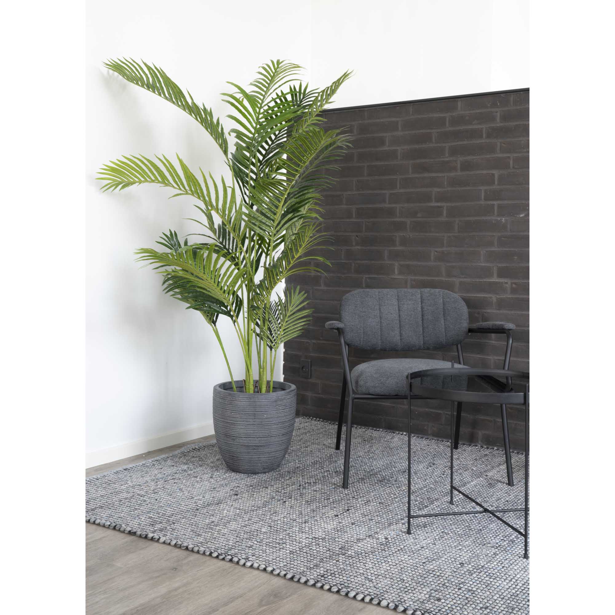 Areca Palm