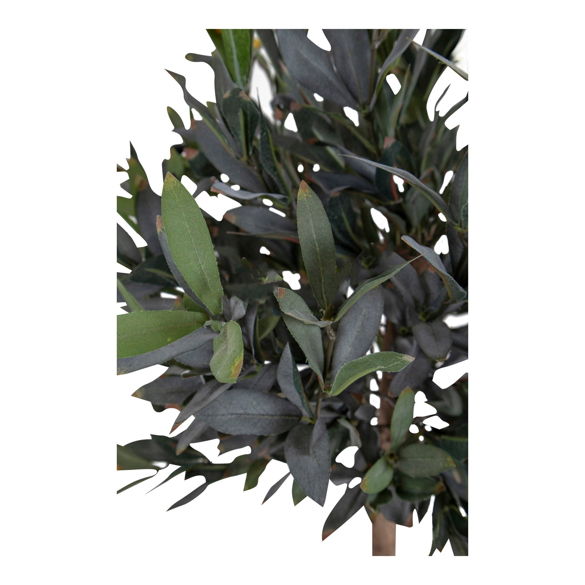 Olive Tree