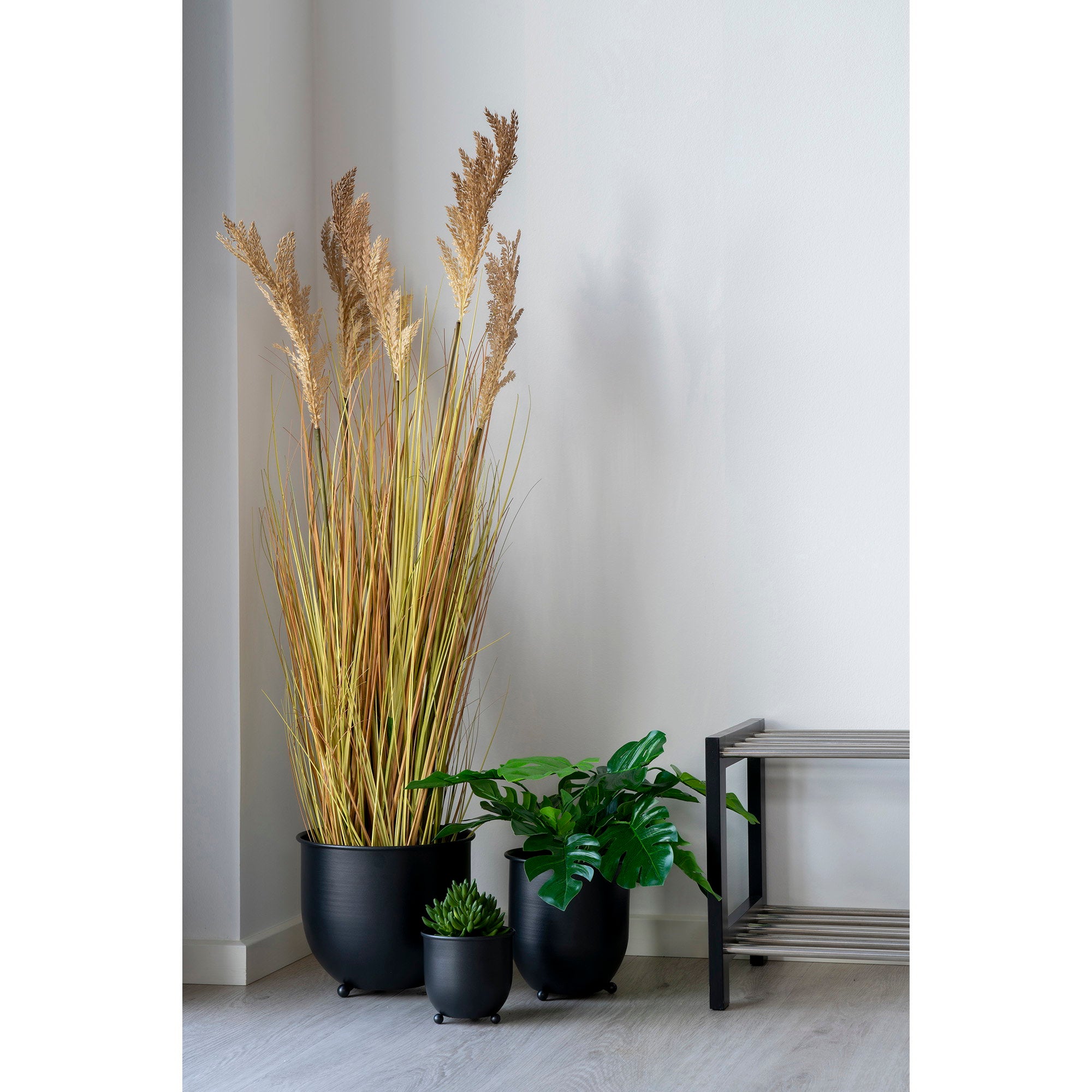 Sorghum Grass