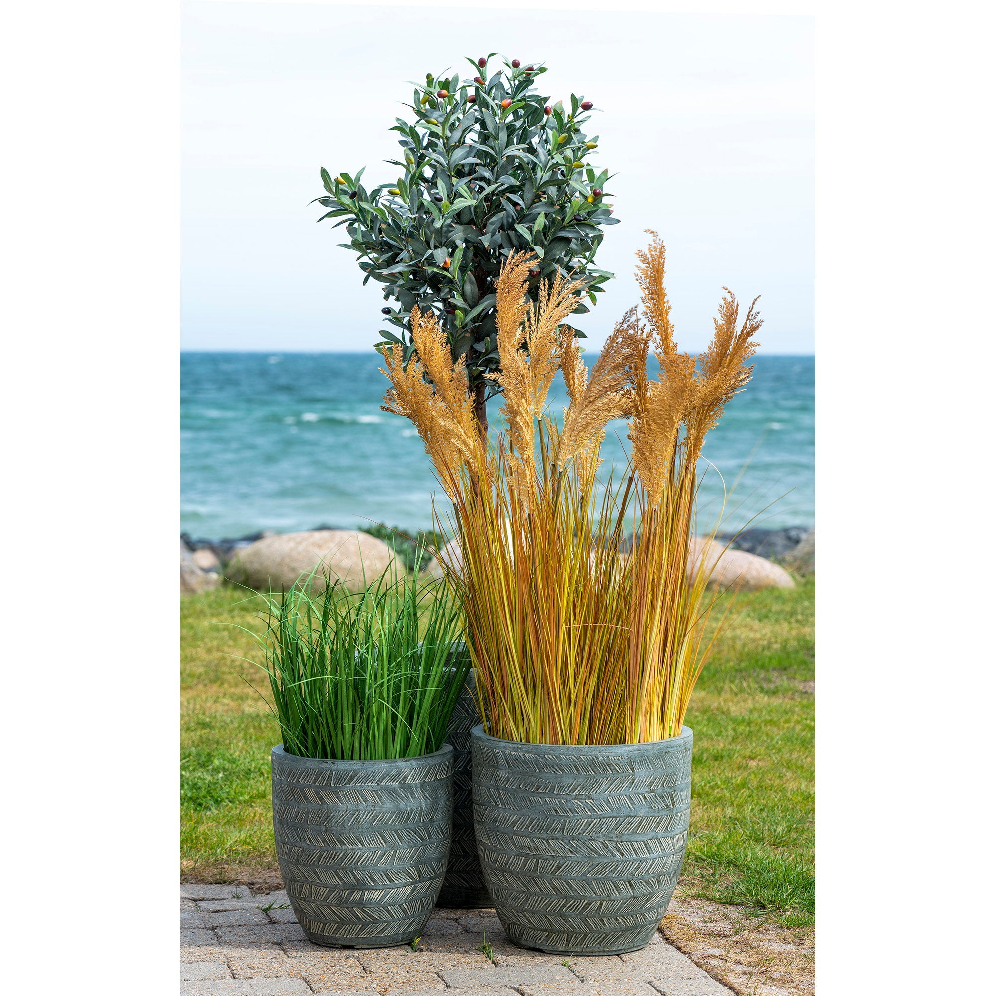 Sorghum Grass