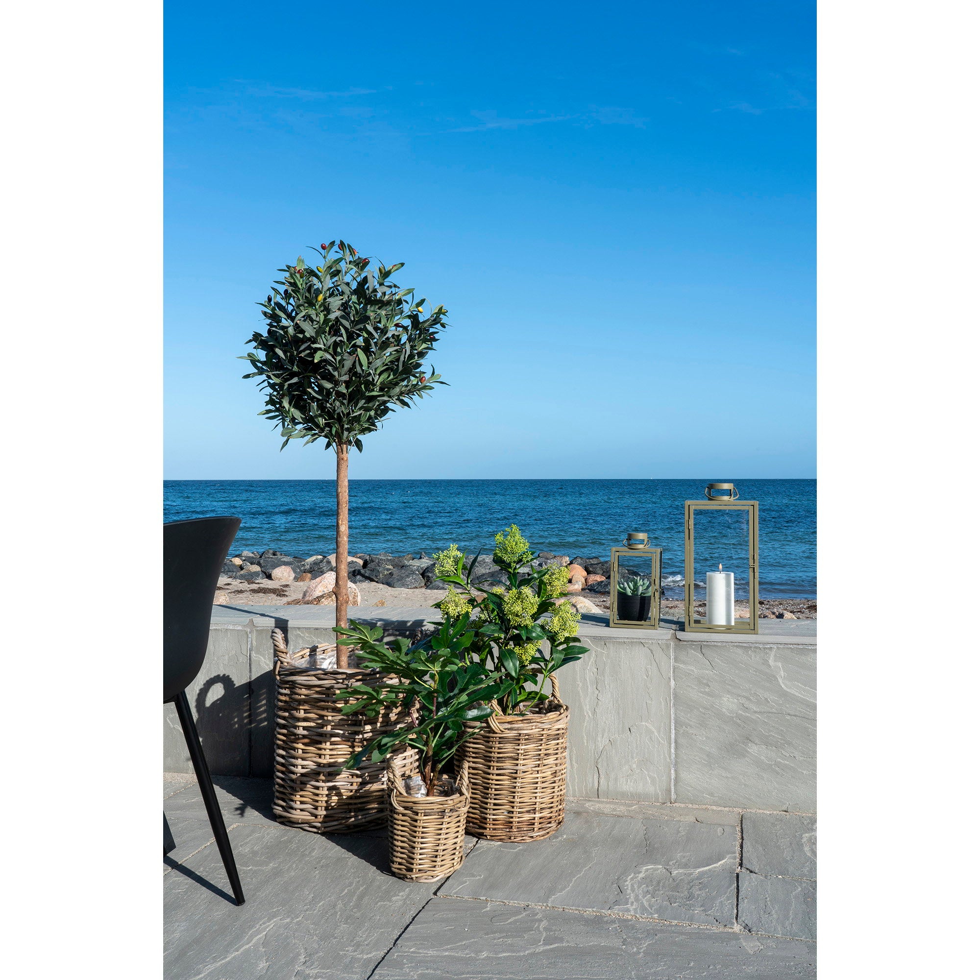 Fig Tree