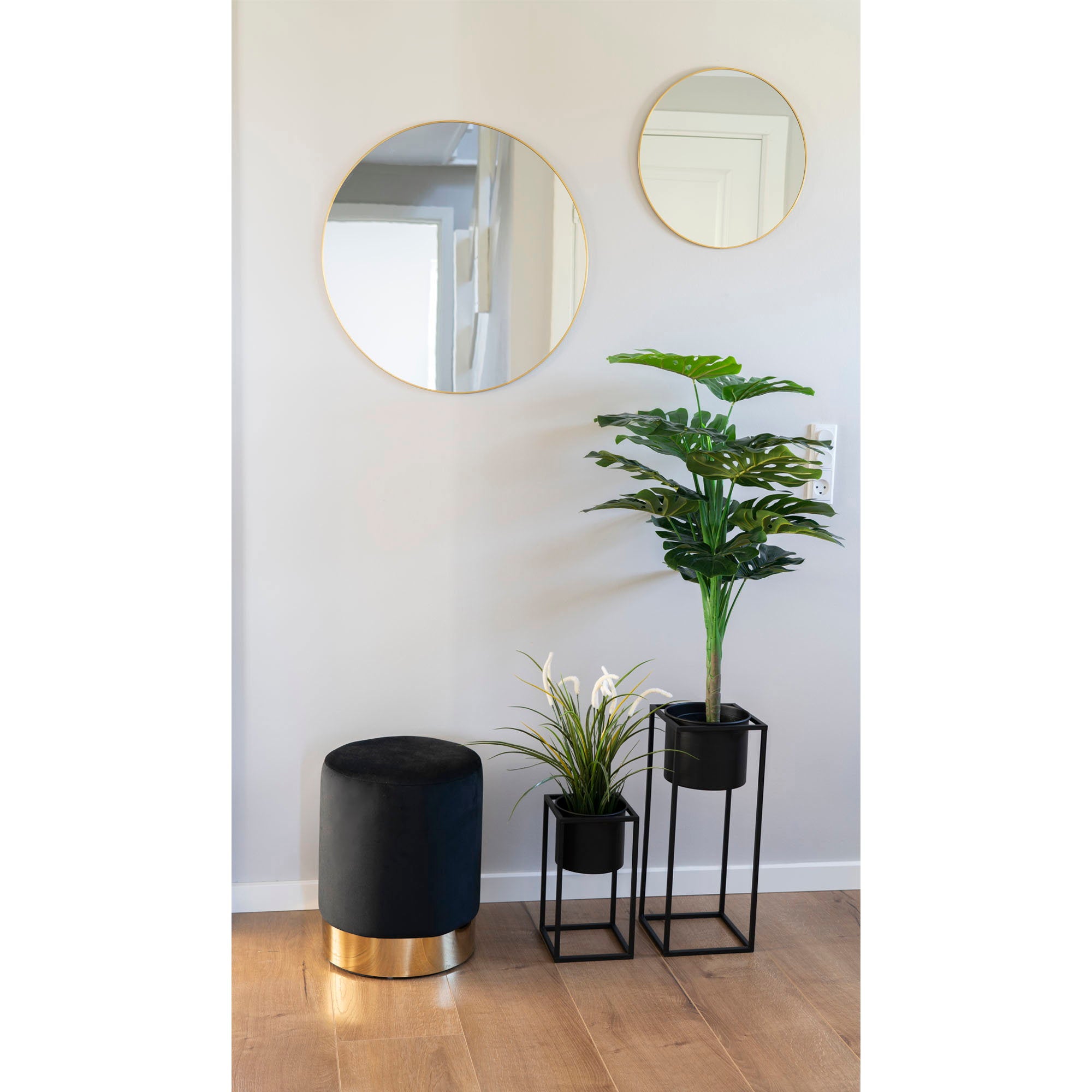 Monstera