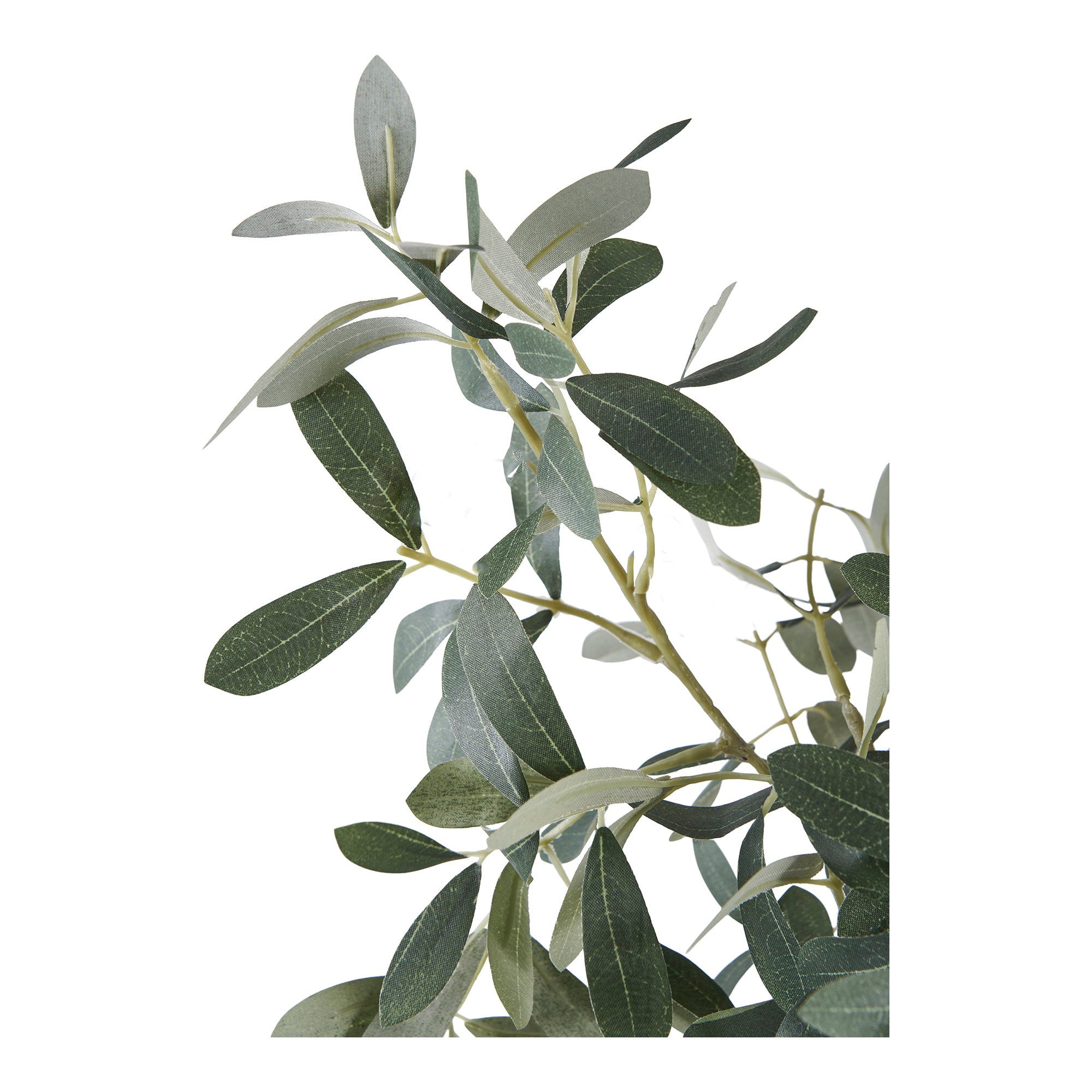 Olive Tree