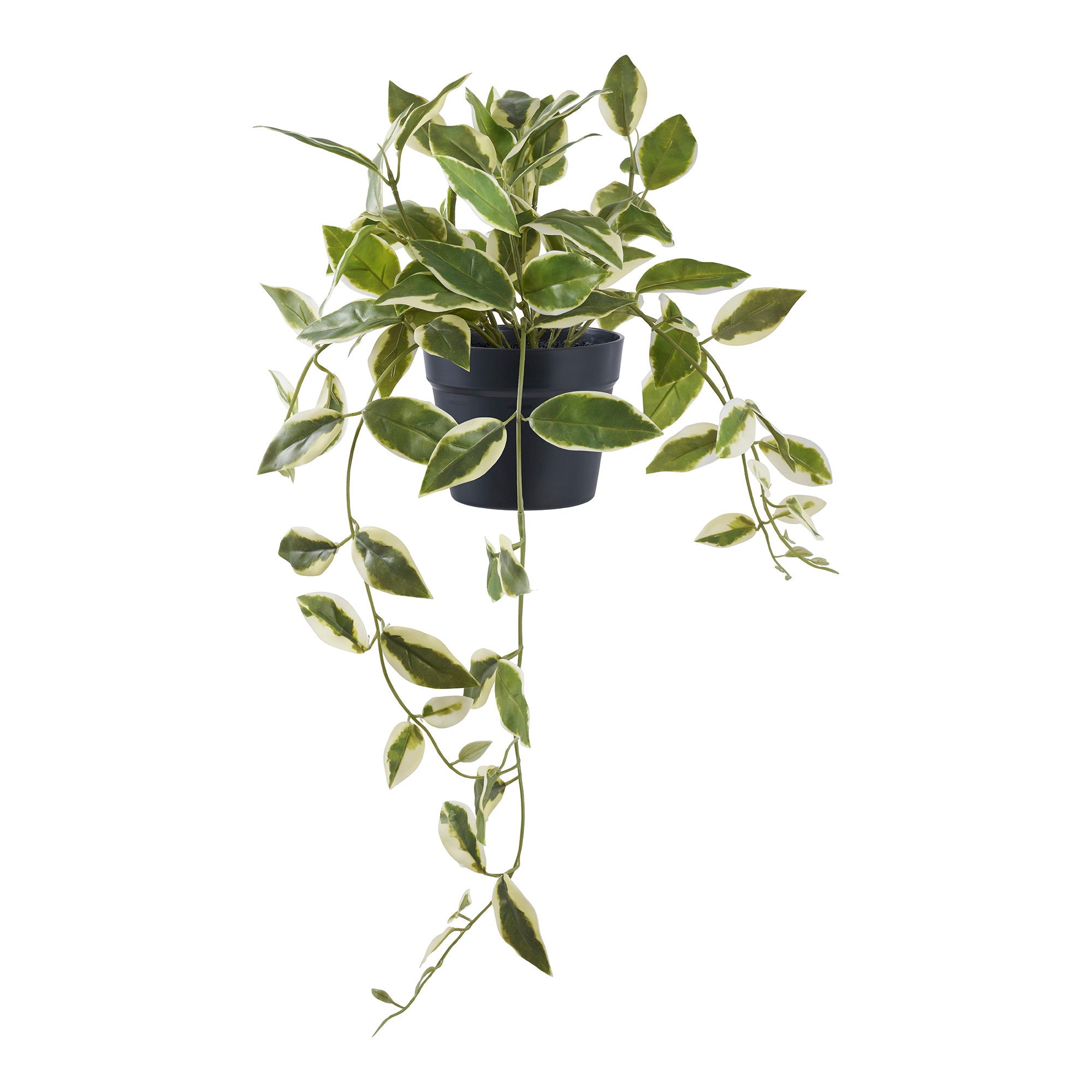 Hoya Carnosa