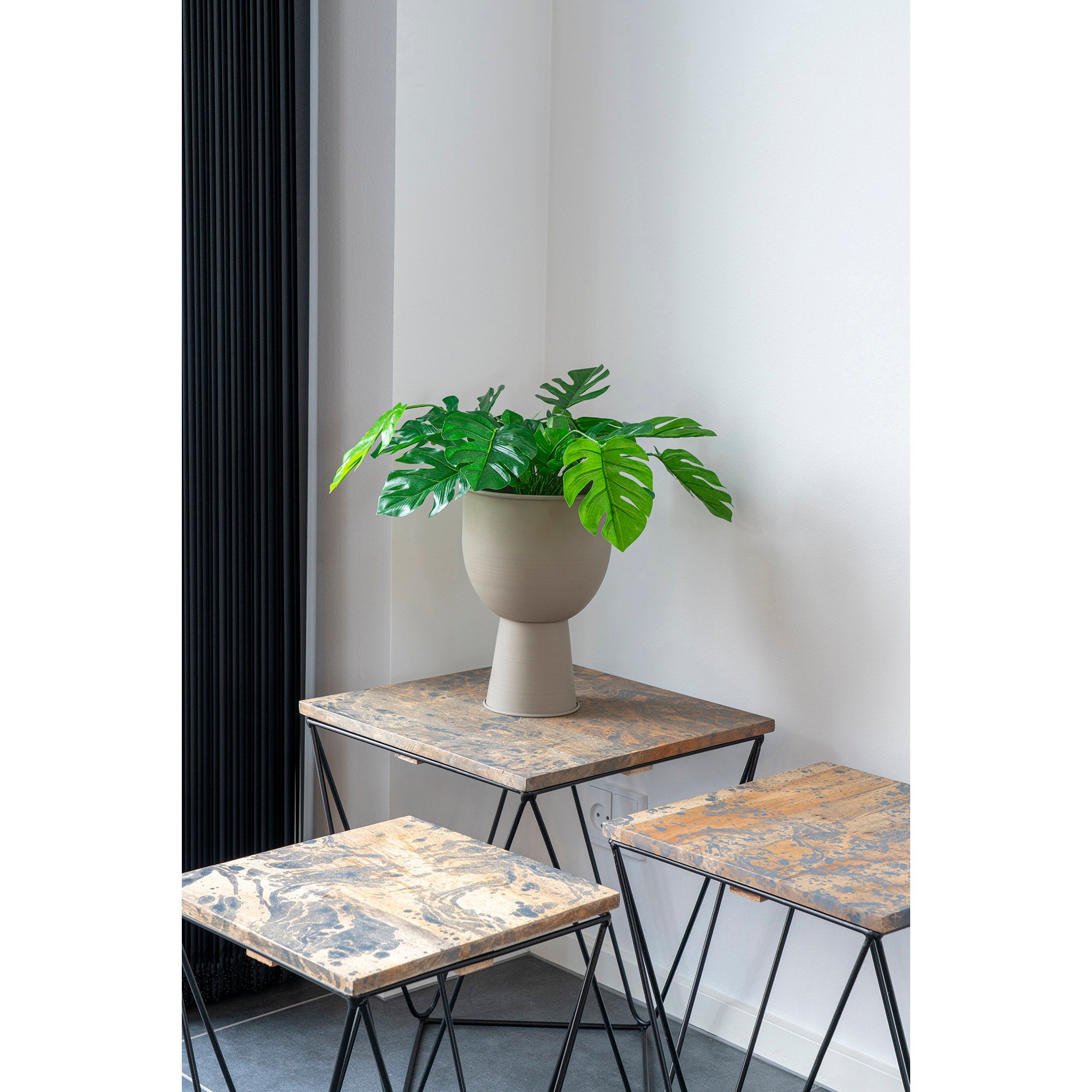 Monstera