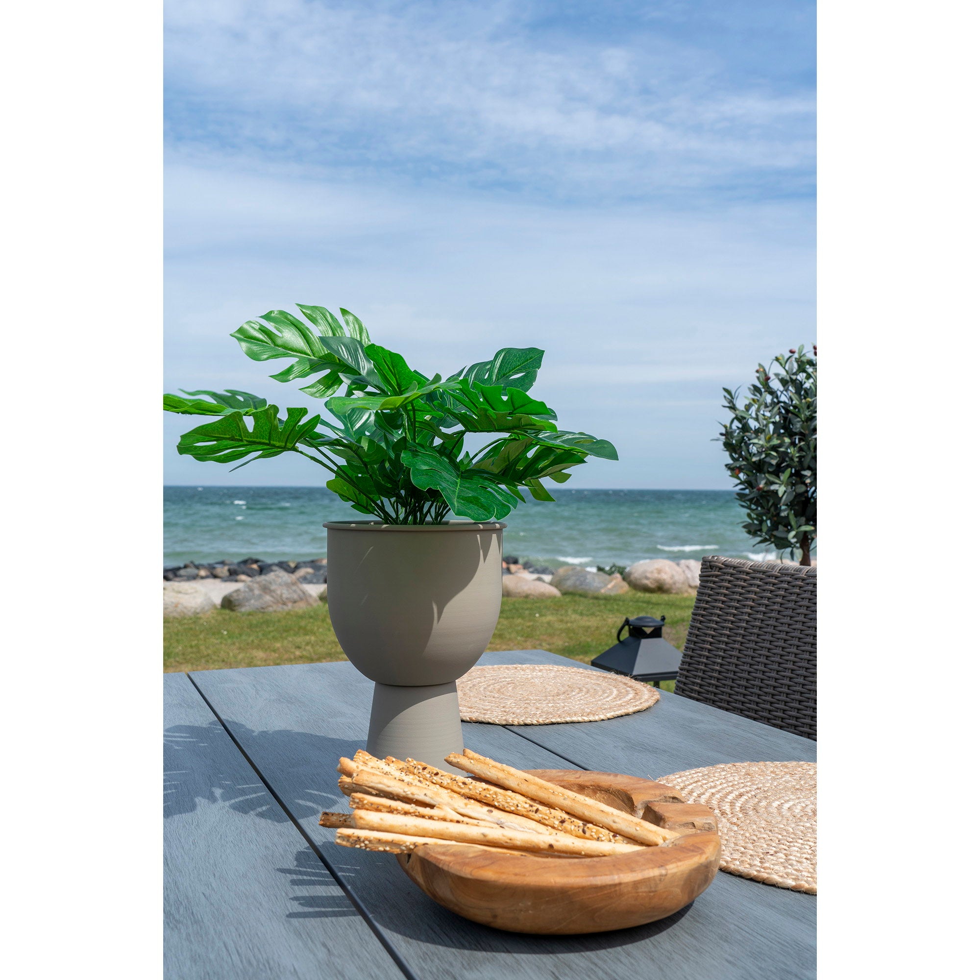Monstera