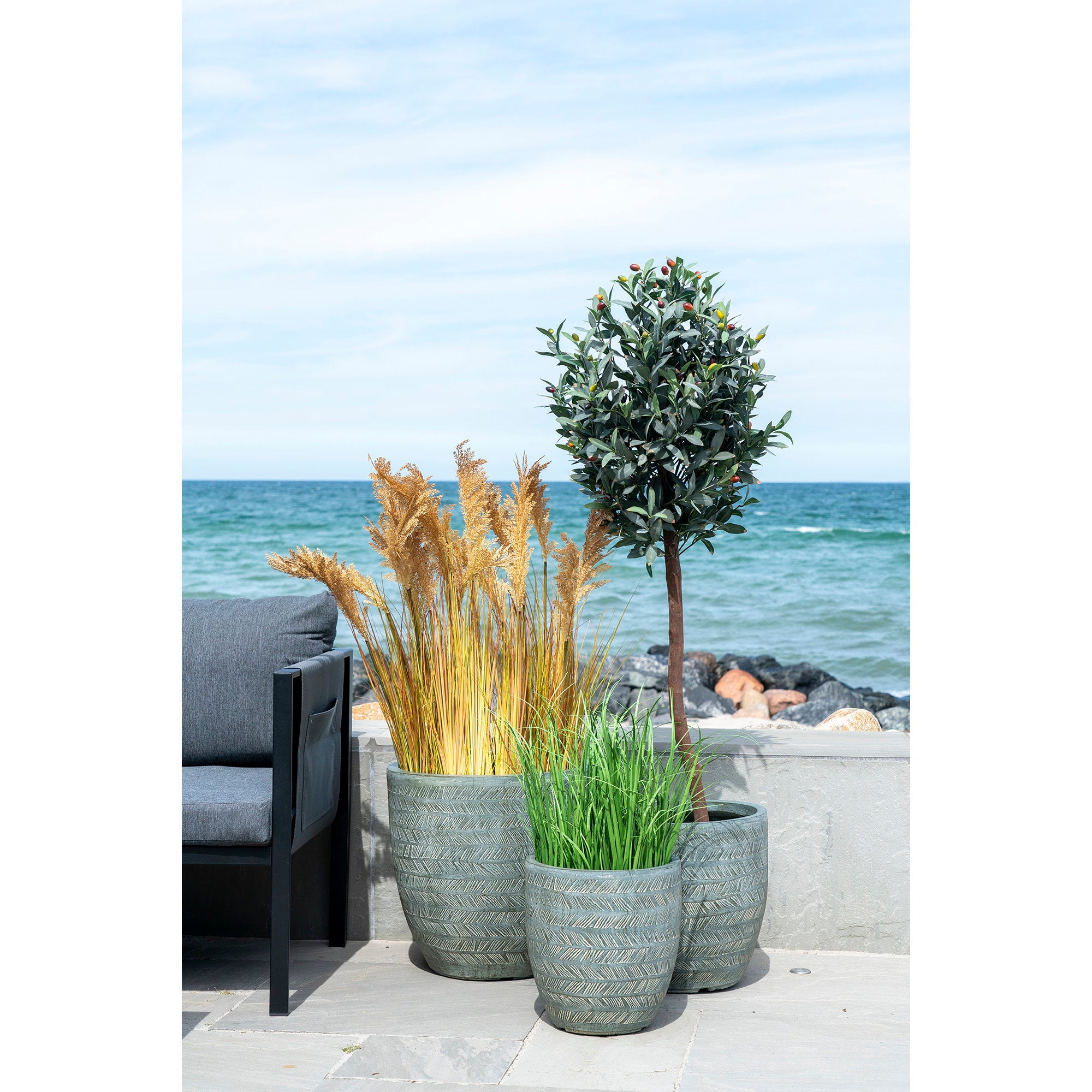 Sorghum Grass
