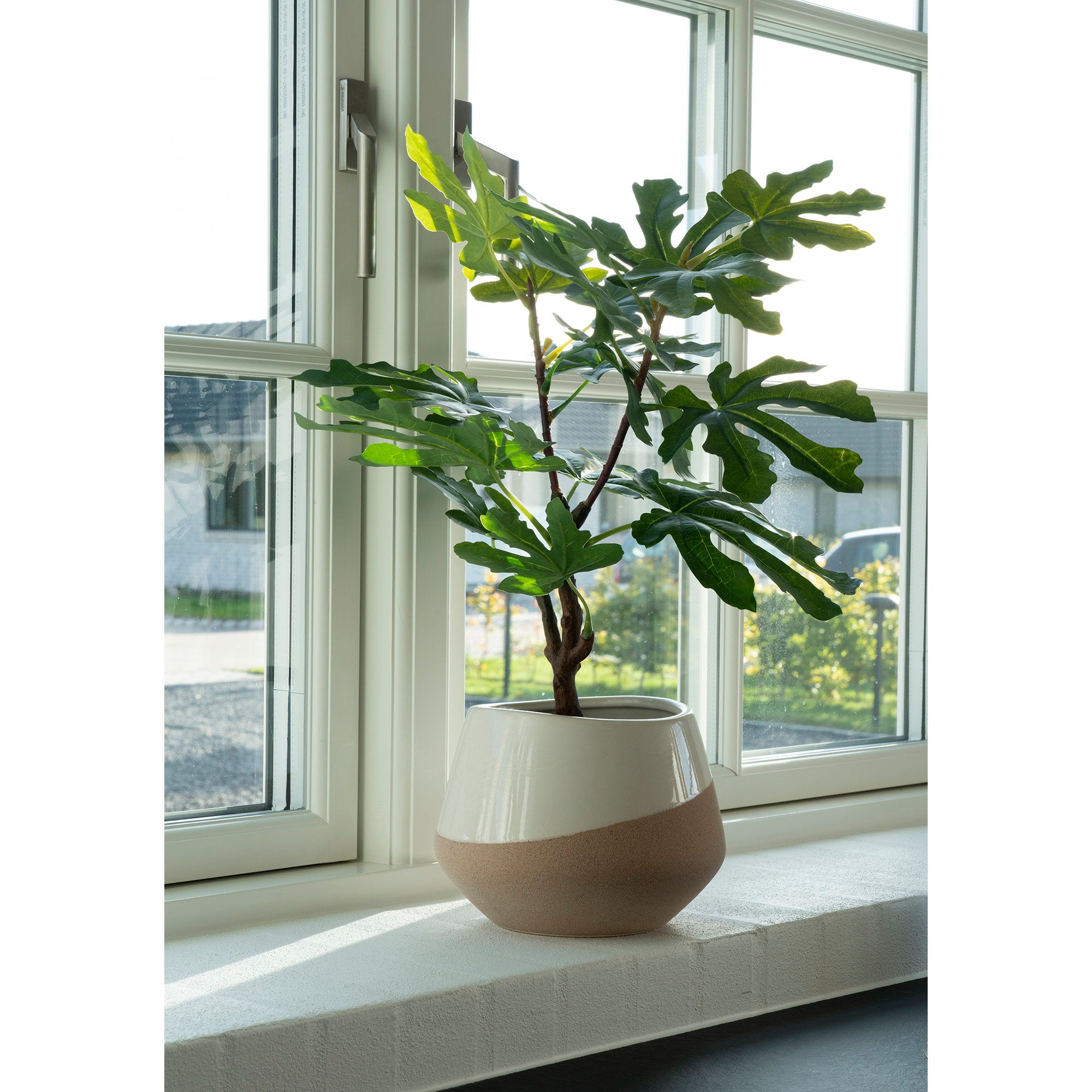 Fig Tree