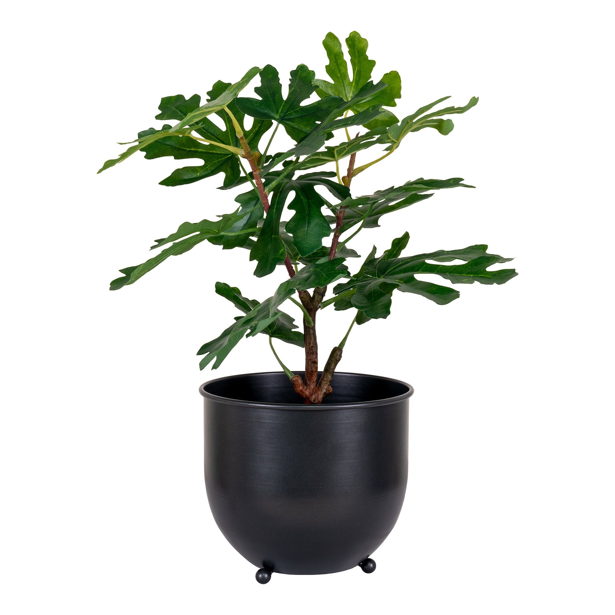 Fig Tree