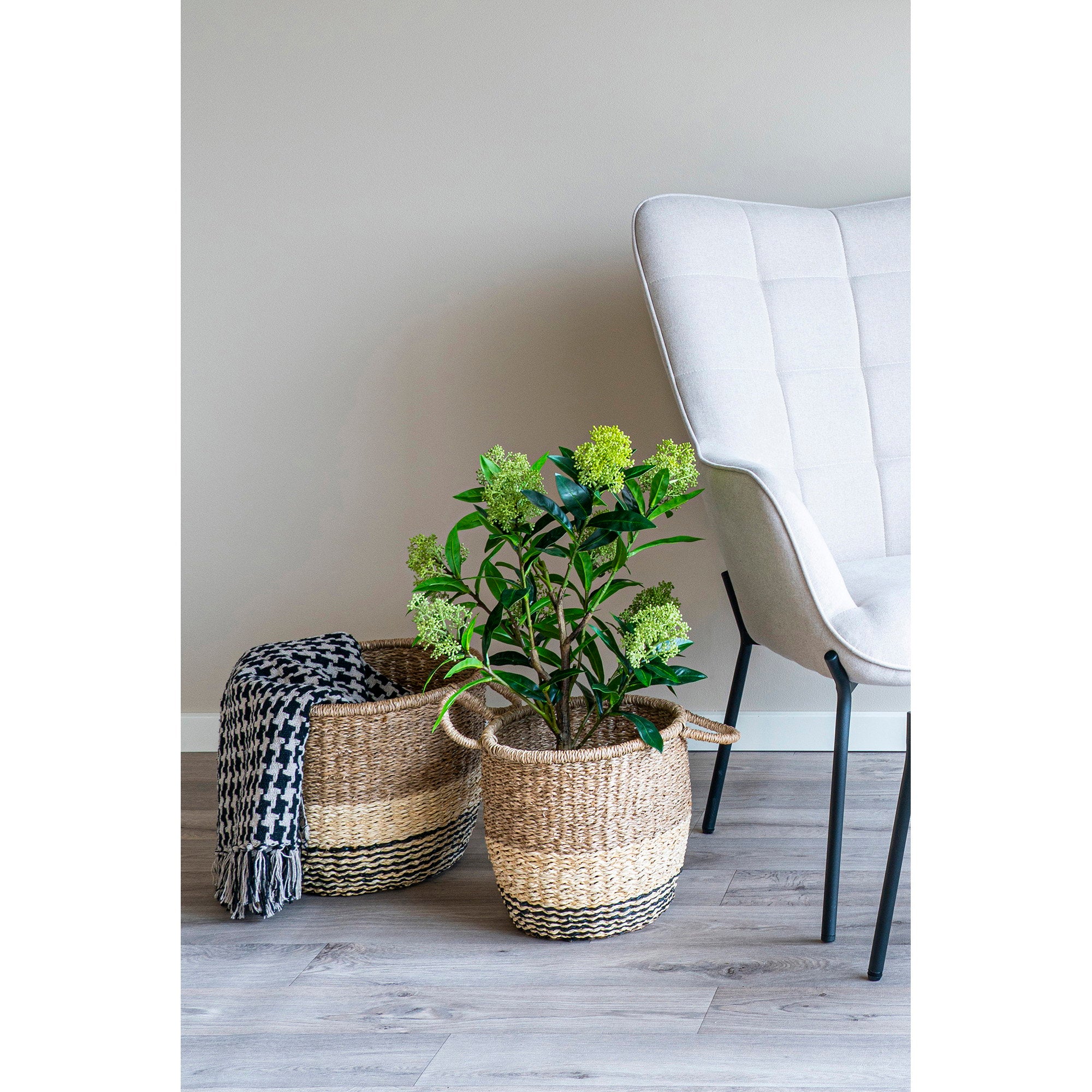 Skimmia Tree